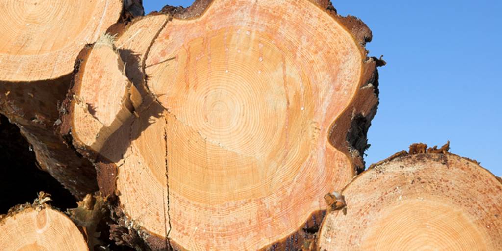 Douglas Fir Wood Logs and Timber