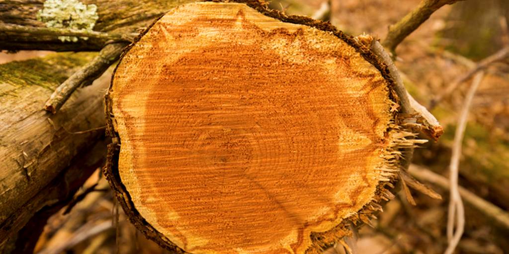 Endless Possibilities: Eastern Red Cedar Wood Uses