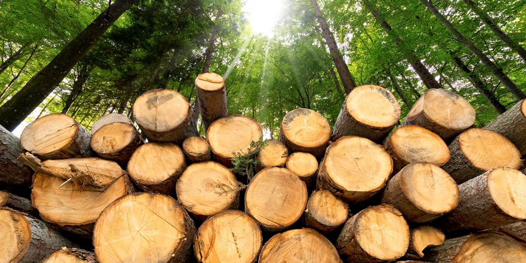 white pine lumber ready to build a log cabin
